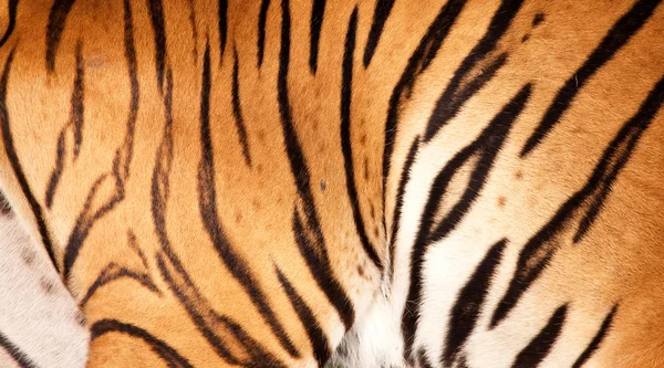 stock image Tiger fur detail