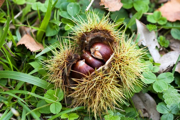stock image Raw chestnuts