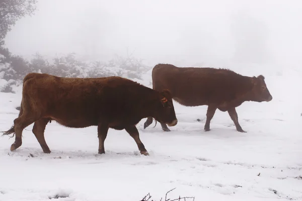 有雾的奶牛 — 图库照片