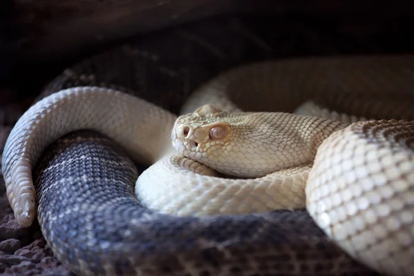 stock image Albinus rattle snake