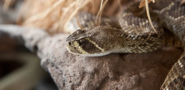 Rattle snake — Stock Photo, Image