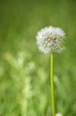 Taraxacum officinale clipart