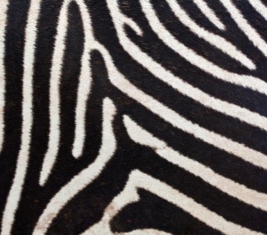 zebra kürkü