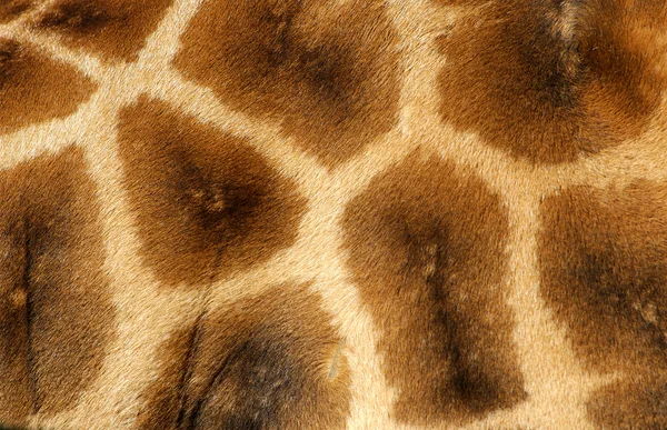 Pele de girafa 2 — Fotografia de Stock