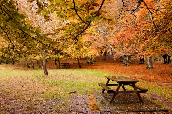 stock image Empty forest at fall