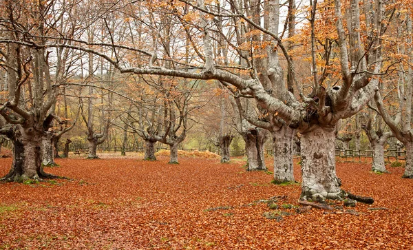 stock image Autumn forest