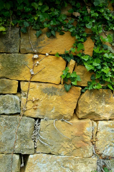 Ivy ve duvar — Stok fotoğraf