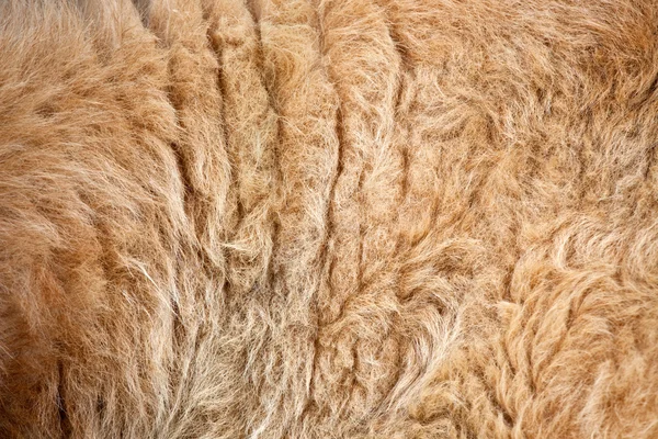 Close up fur — Stock Photo, Image