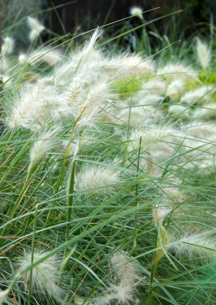 stock image Windy herbs