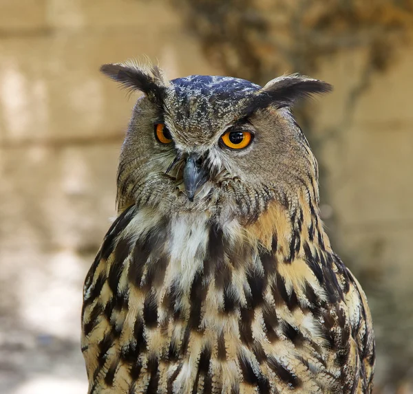 Royal owl — Fotografie, imagine de stoc