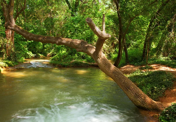 Старый ствол и река — стоковое фото