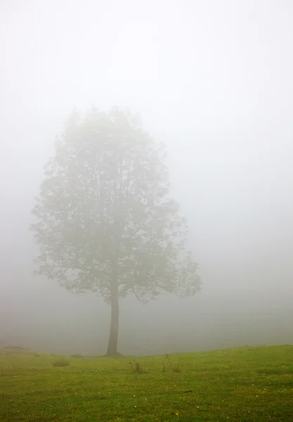 Ομίχλη δέντρο — Φωτογραφία Αρχείου