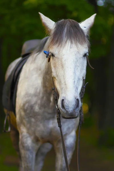 Häst i sele — Stockfoto
