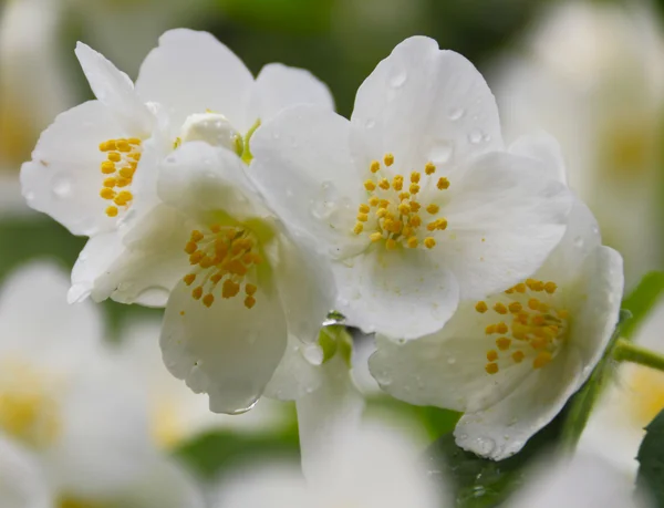 stock image Apple-tree flowers