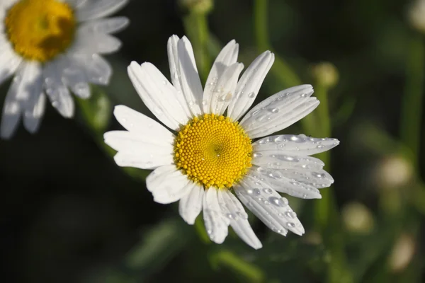stock image Camomile after a rain.
