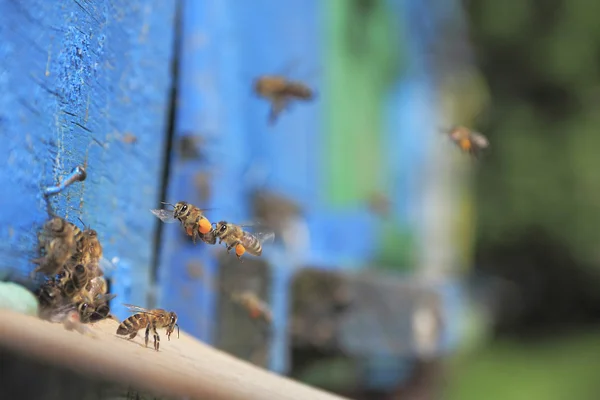 Arı ve arı kovanı — Stok fotoğraf