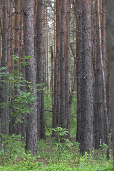 Pine wood. — Stock Photo, Image