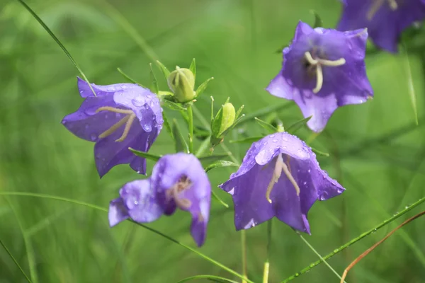 stock image Bell-flower.