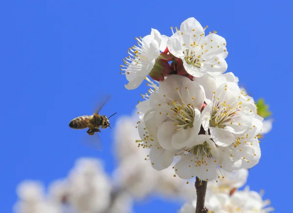 蜂と梅の花. — ストック写真