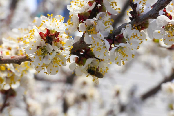 Blumen Pflaume — Stockfoto