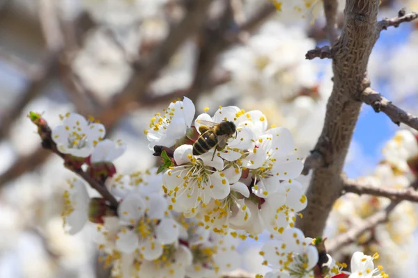 Flores de abelhas e ameixas . — Fotografia de Stock