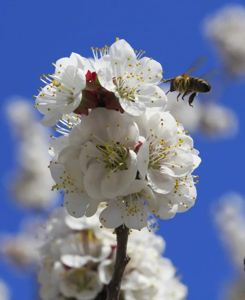 Bee a Švestkové květy. — Stock fotografie