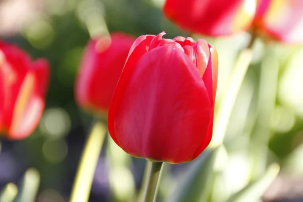 Field of red tulips — Stock Photo, Image