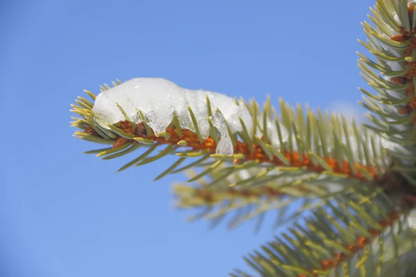 Neve su aghi di pino — Foto Stock