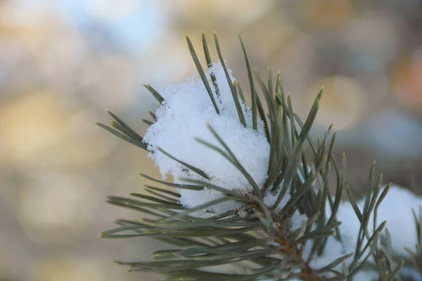 Снег на сосновых иглах — стоковое фото