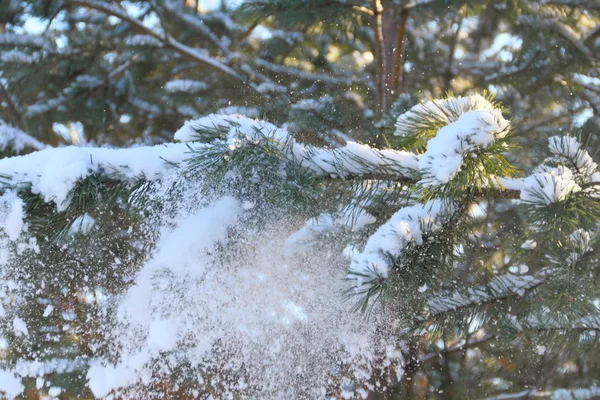 Neve em agulhas de pinheiro — Fotografia de Stock