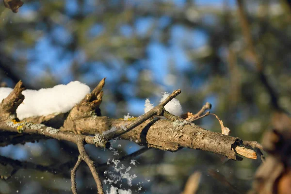 Nieve en agujas de pino — Foto de Stock
