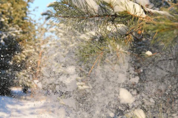 Снег на сосновых иглах — стоковое фото