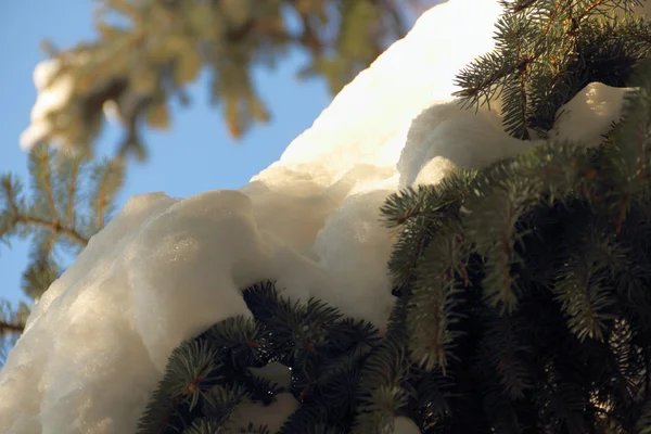 Snö på träd vid vackra vinter säsongen dag — Stockfoto