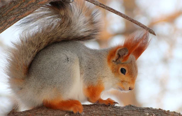 The squirrel. — Stock Photo, Image