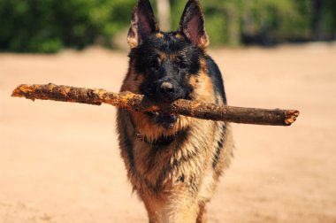 Alman çoban köpeği