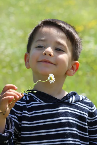 Male child smailing with a daisy — Stock Photo, Image