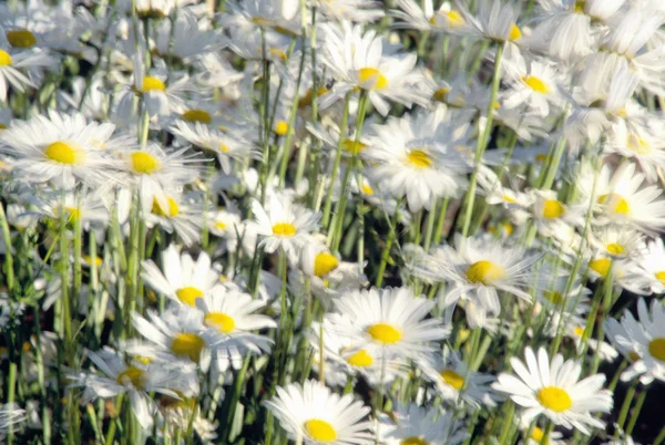 Daisy in veld — Stockfoto