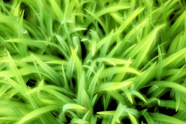 Закрыть траву — стоковое фото
