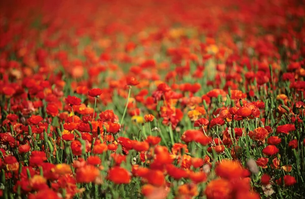 Vörös tavasz virágok területén — Stock Fotó