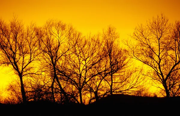Winter bomen, zonsondergang — Stockfoto
