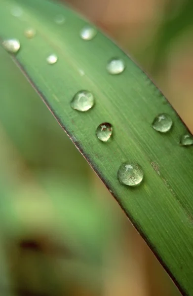 葉に水滴 — ストック写真