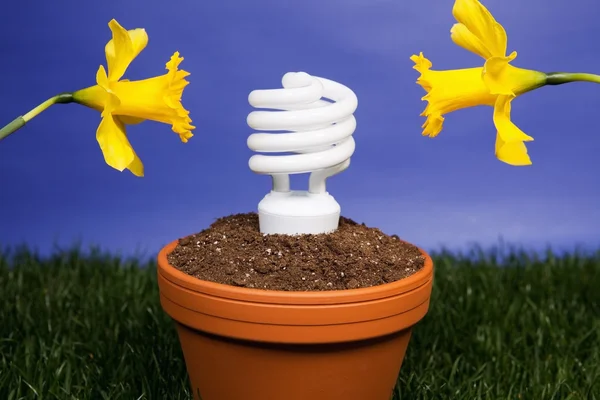 Energibesparing glödlampa planterade — Stockfoto