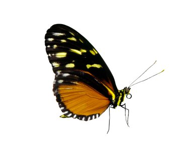 Butterfly - Photo Object clipart