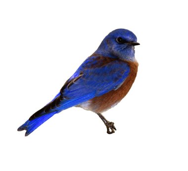 Bird - Photo Object clipart