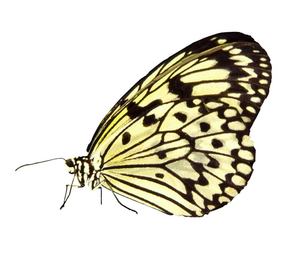 Butterfly - Photo Object — Stock Photo, Image