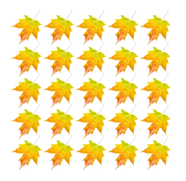 Осенние листья - фотообъект — стоковое фото