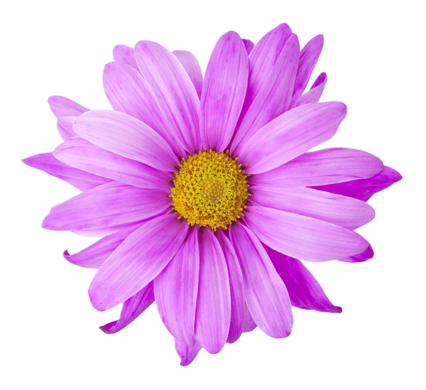 Fialový květ - fotografie objektu — Stock fotografie