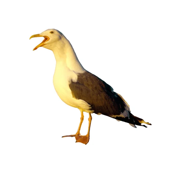 Seagull - Photo Object — Stock Photo, Image