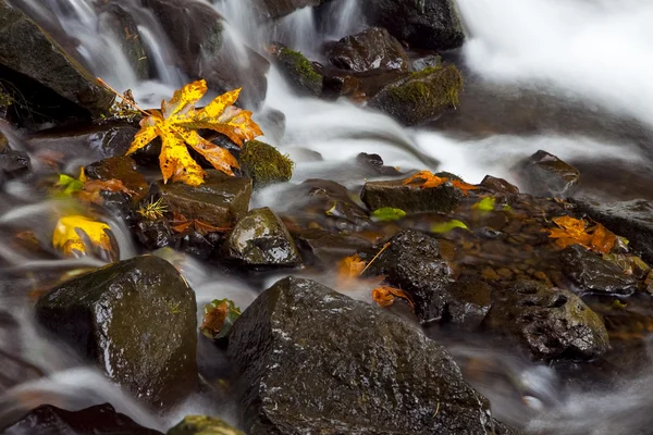 Cascata d'autunno, fotografia di riserva naturale — Foto Stock