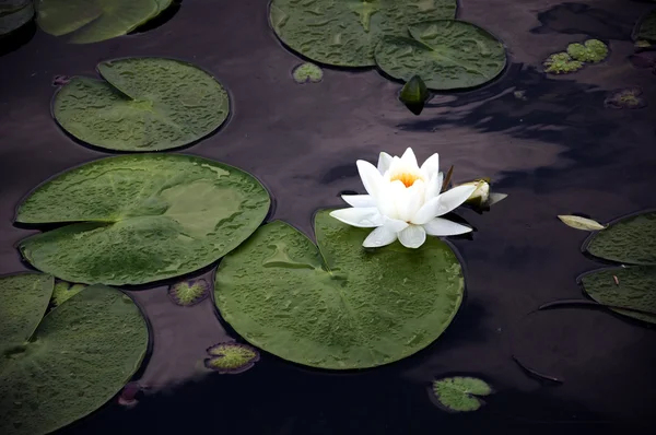 stock image White Lily